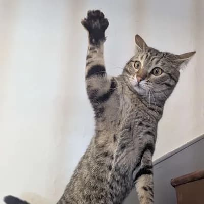 Don Amaretto Di Croquantini - Chat de bureau & Responsable du moral